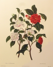 camelia 03 - Pompone or Kew Blush Camellia